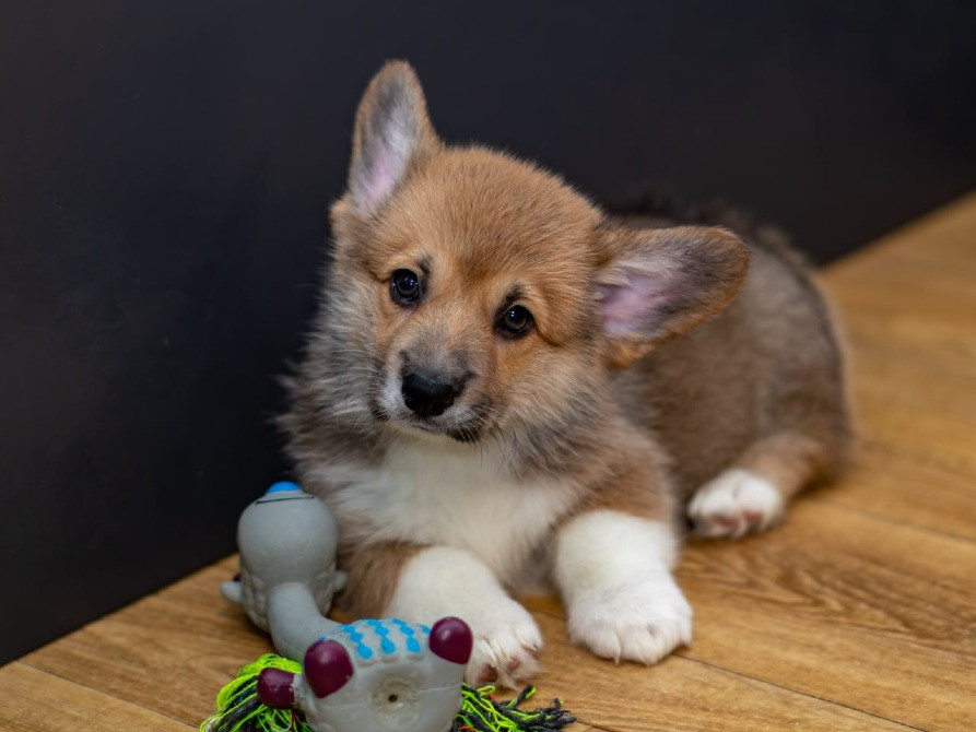 Щенки Вельш Корги Пемброк Київ - зображення 1