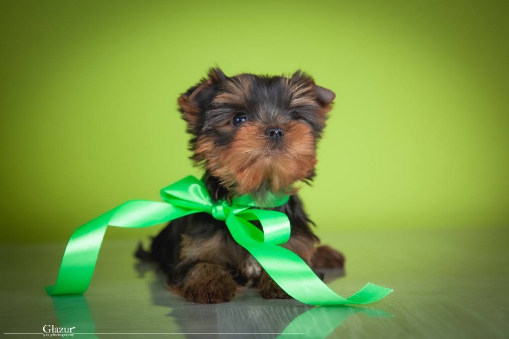 Найкрасивіша дівчинка йоркширського тер'єра Київ - зображення 7