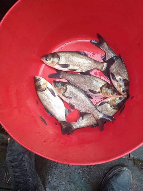 Зарибок коропа, карася, товстолоба, судака, білого амура, щуки, окуня Біла Церква - зображення 5