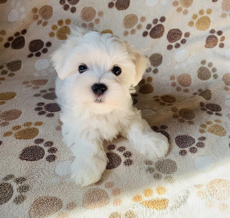 Цуценята мальтійської болонки (Мальтезе): майбутній пухнастий друг чек Киев - изображение 4