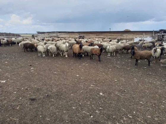 Продам баранів Дніпро