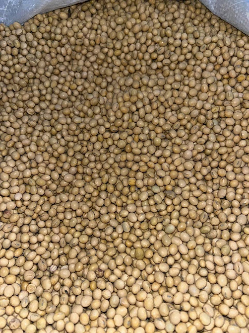 Насіння, Ярих, Соя, Горох, Гречка, Просо, Овес, Кукурудза, Соняшник Полтава - изображение 1