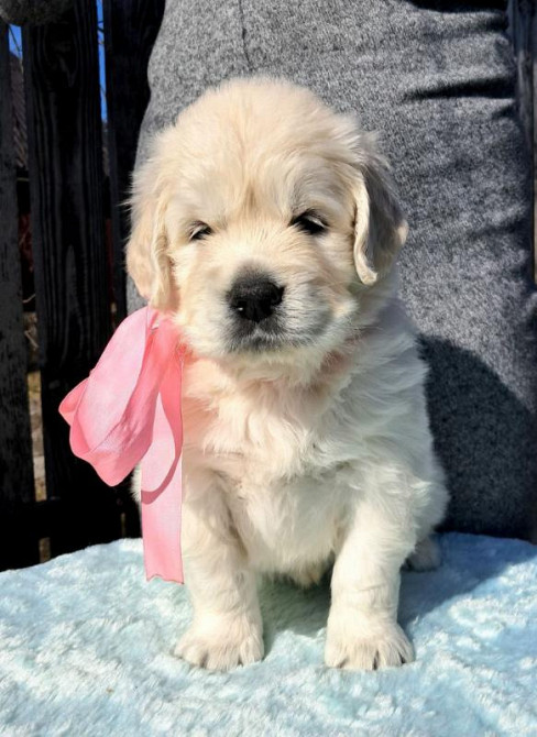 Элитные щенки золотистого ретривера – верные друзья и гордость вашей с Київ - зображення 2