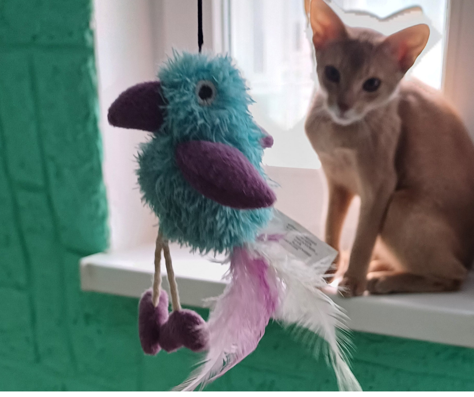 Отель для котов - зооготель, перетримка котів у Києві, котячий рай Киев - изображение 6