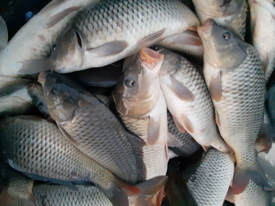 Зарибок судака, коропа, карася, товстолоба, щуки, білого амура Біла Церква - зображення 8