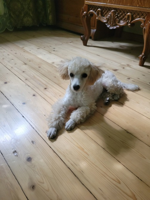 Продам будинок в м. Запоріжжя Запоріжжя - зображення 11