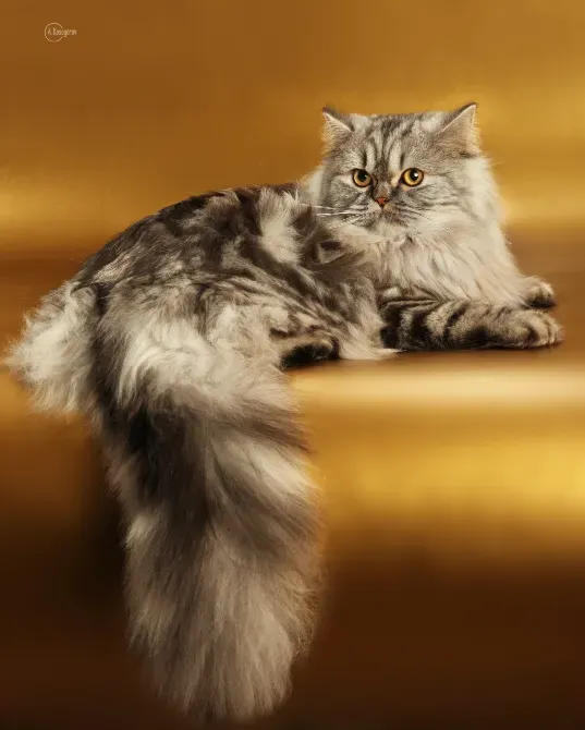 Мармурові довгошерсті шотландські фолдики Київ - зображення 7