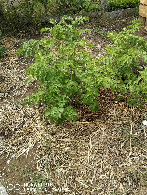 Гетероауксин Индолилуксусная к-та 98 Одеса - зображення 7