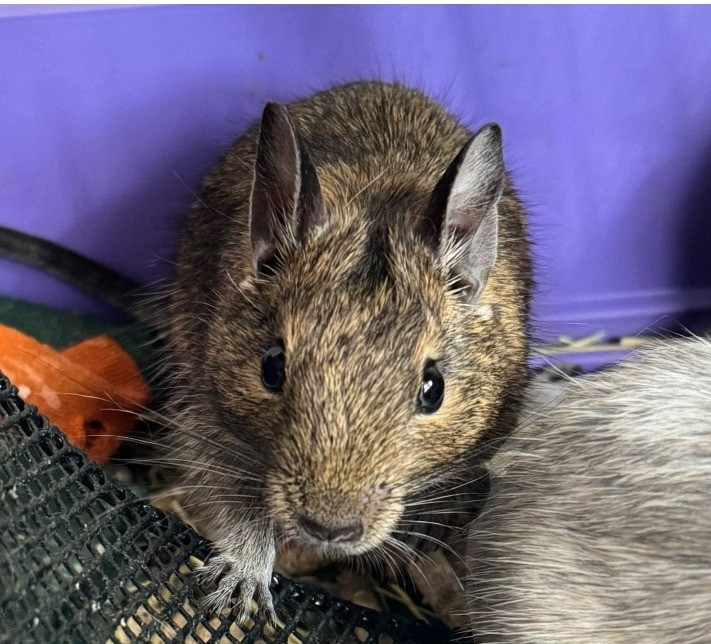 Віддам білку дегу Київ - зображення 1