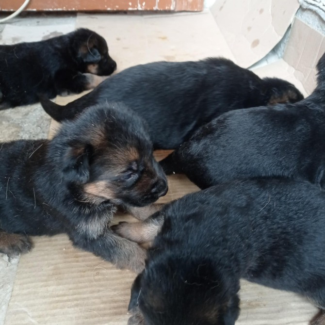 Цуценята Німецької Вівчорки Львів - зображення 1