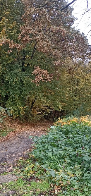 Земельна ділянка в курортному містечку Шаян Хуст - зображення 2