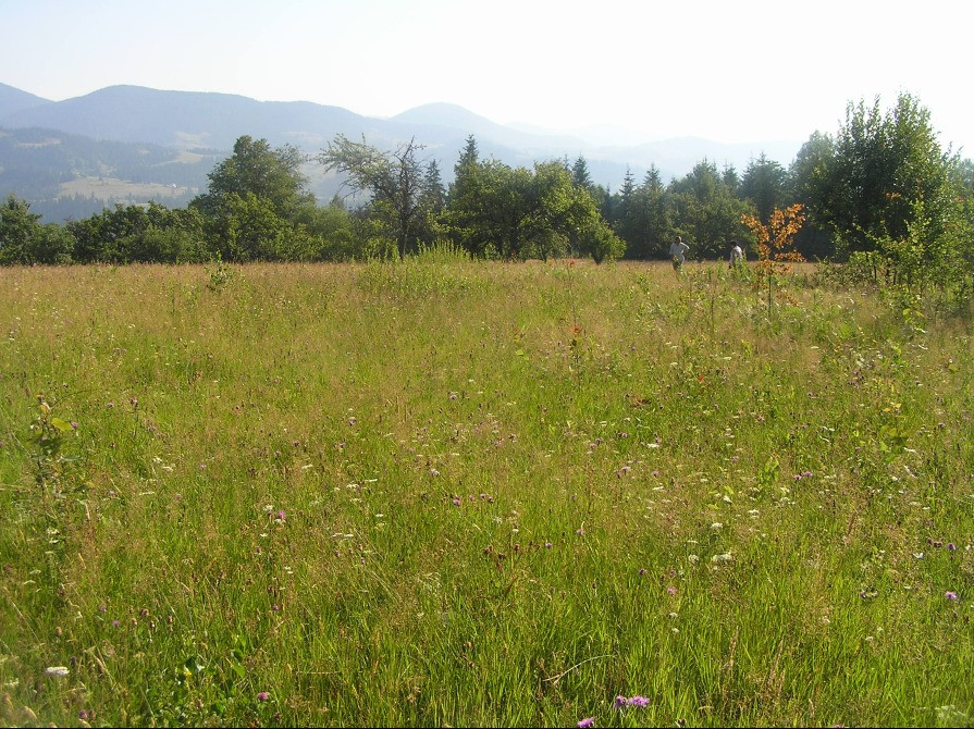 Продаж землі в Карпатах Івано-Франківськ - зображення 2