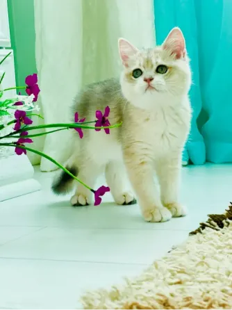 Голубе золото Київ