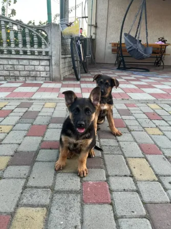 Продам цуценят Німецької вівчарки Полтава