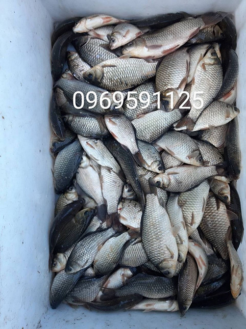 Зарибок коропа, карася, товстолоба, судака, білого амура, щуки, окуня Біла Церква - зображення 1