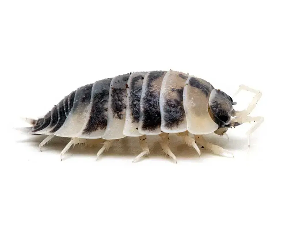 Мокрицы коровки | Porcellio laevis Dairy Cow Київ - зображення 1