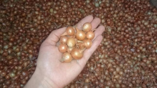 Продам севок (тиканку) на посадку лука. Сорт штутгарт. Отправляю новой Одеса - зображення 1
