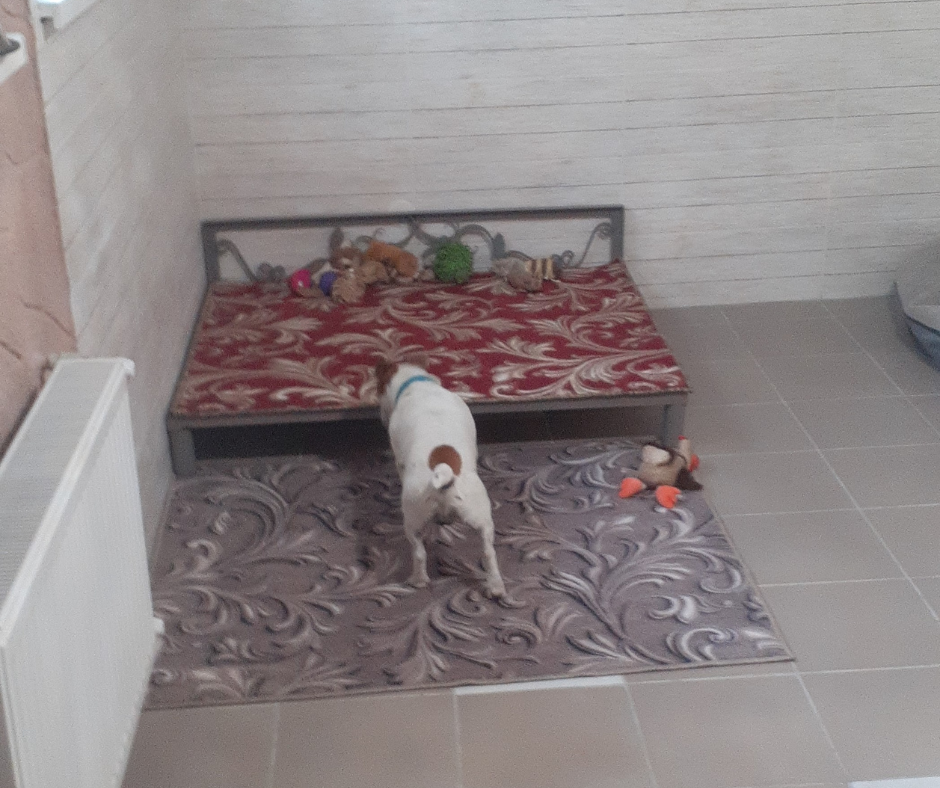 Гостиница Пес для собак - перетримка тварин у Київі, дім для собак Киев - изображение 12