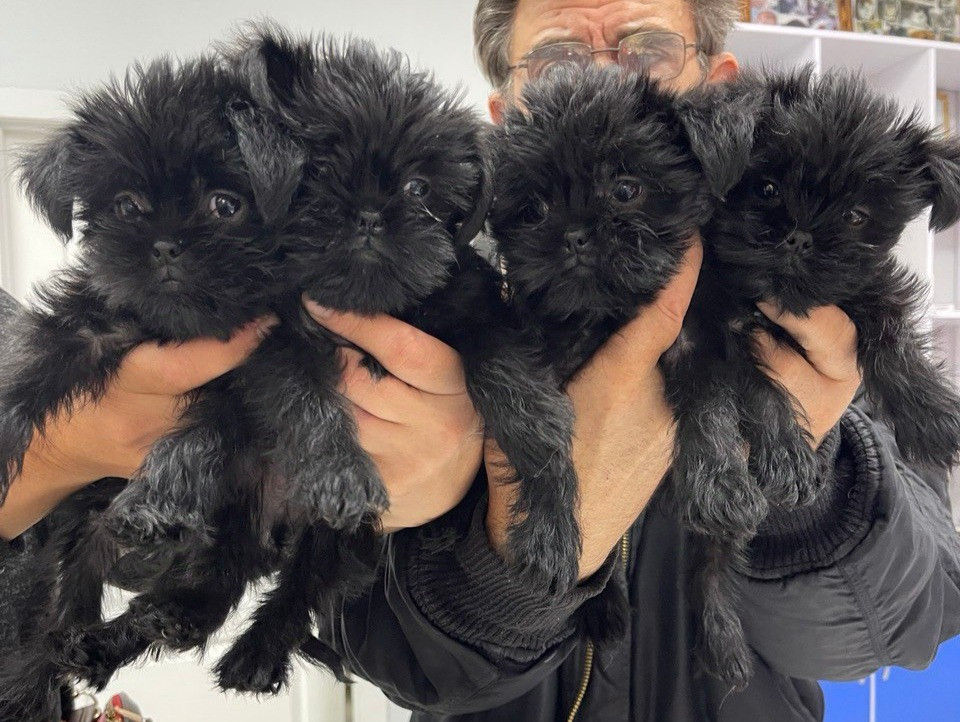 Щенки аффенпинчера очень редкой породы Дніпро - зображення 1