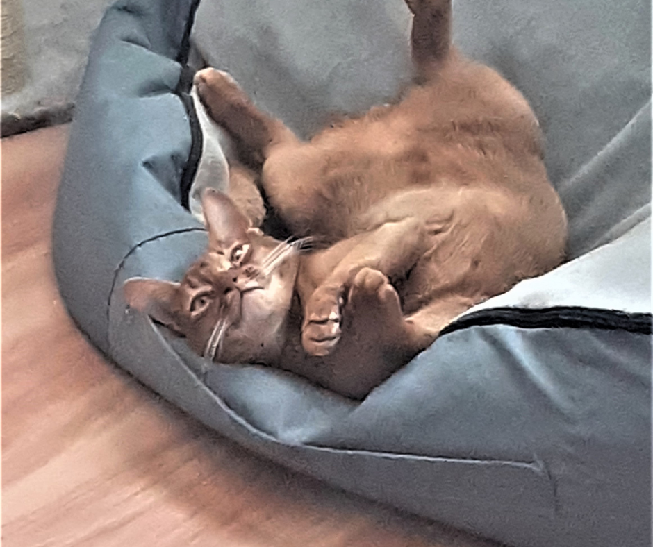 Отель для котов - зооготель, перетримка котів у Києві, котячий рай Киев - изображение 3