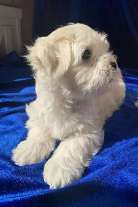 Цуценята мальтійської болонки (Мальтезе): майбутній пухнастий друг чек Киев - изображение 6