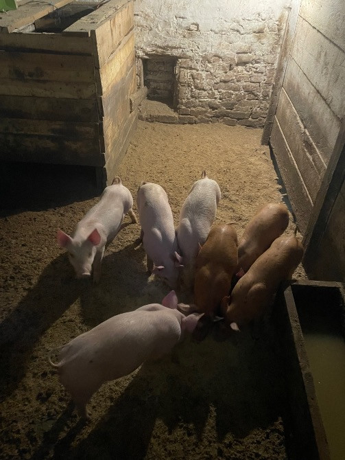 Продаються поросята: Петрен, дюрок, максимус Коростишів - зображення 3