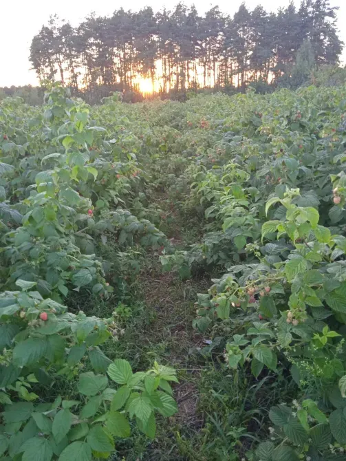 Продаются саженцы малины сорта Полана Рівне - зображення 6