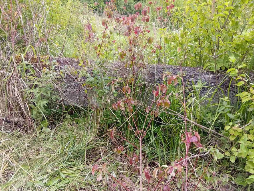 Продаю незавершене будівництво пром будівлі, ділянка 1, 5 га, Свалява Свалява - зображення 9