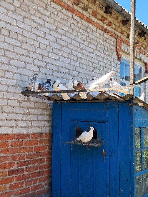 Продам голубів бойних порід Ромны - изображение 4