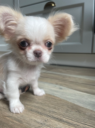 Прекрасна дівчинка чихуахуа, Львiв Любомль