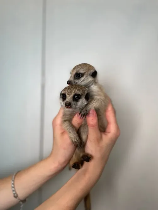 Сурикат домашній ручний, маленькі сурикатики Київ - зображення 3