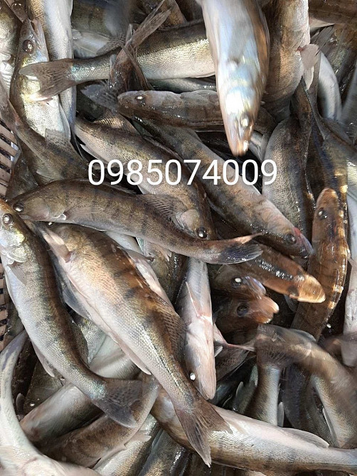 Зарибок карася, коропа, товстолоба, білого амура, судака, щуки Белая Церковь - изображение 2