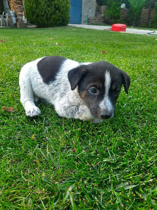 Віддам цуценят в добрі руки Харків - зображення 6