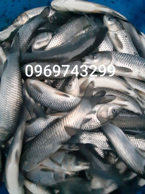 Зарибок щуки, коропа, товстолоба, карася, судака, білий амура, сома Біла Церква - зображення 3