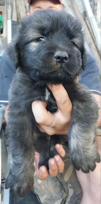 Цуценята кавказької вівчарки Чернигов - изображение 5