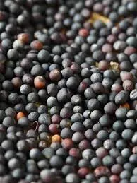 Куплю Ріпак (Рапс) з Гмо та без Гмо Київ - зображення 1