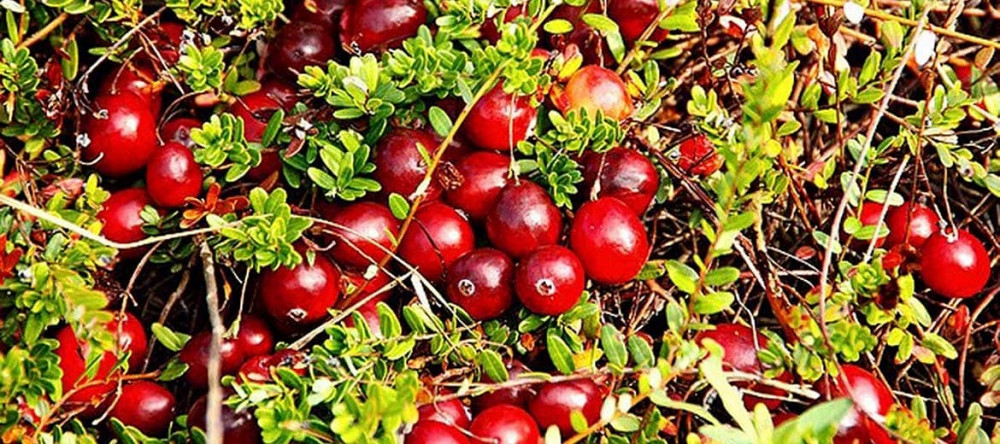 Журавлина лісова клюква Сарни - зображення 2