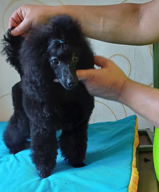 Пудель той підліток 8 місяців Дніпро - зображення 1