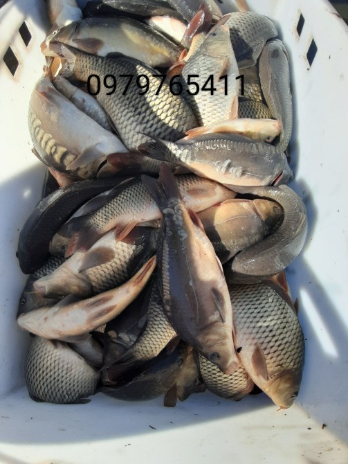 Зарибок судака, коропа, карася, товстолоба, щуки, білого амура Біла Церква - зображення 1