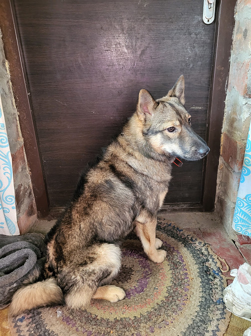 Лайка Харків - зображення 3