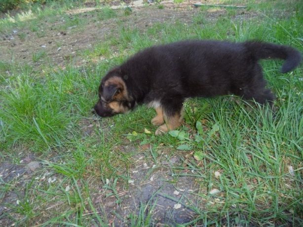 Породний, крупний кобельок Німецької Вівчарки від робочих батьків Львів - зображення 2