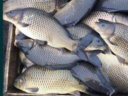 Зарибок судака, щуки, окуня, карася, коропа, товстолоба, білого амура Біла Церква - зображення 5