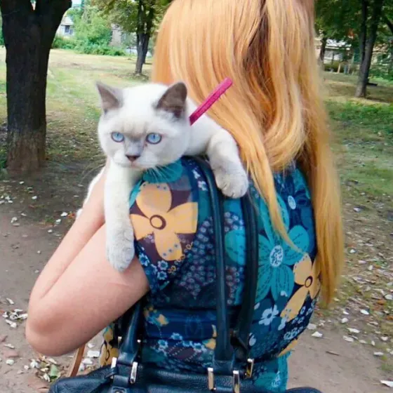 Продам британських кошенят Харьков