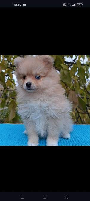 Продам щенят породи шпіц Дніпро - зображення 2