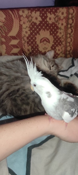 Безкоштовно. Кошеня, дівчинка Харків - зображення 2