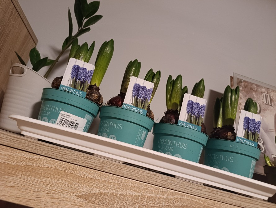 Гіацинти, живі квіти до свята ! Різноманітні кольори Київ - зображення 2