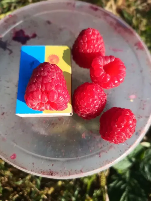 Саженцы малины ремонтантной Луцьк - зображення 3