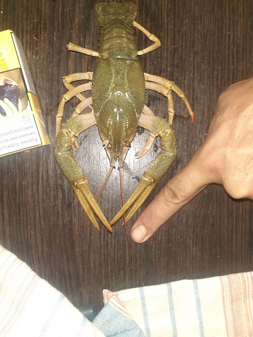 Продам раков Харків - зображення 1