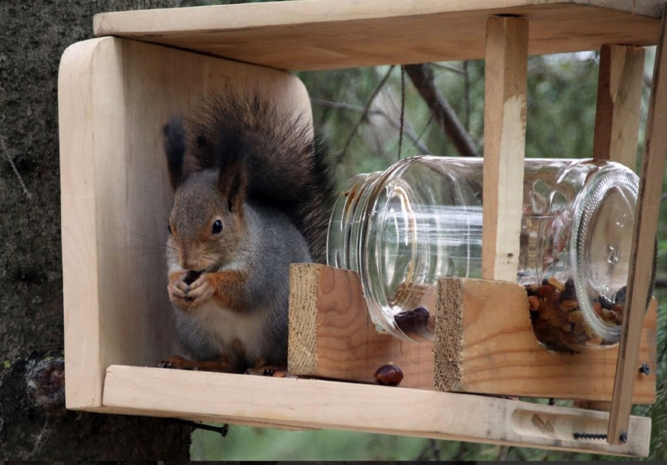 Белка купить продажа Запорожье Запоріжжя - зображення 2