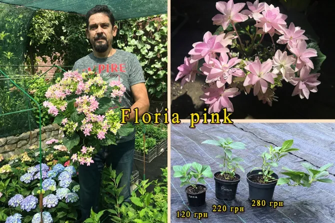 Гортензія Floria Pink саджанці Харків - зображення 1